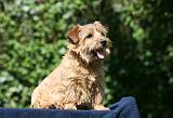NORFOLK TERRIER 058